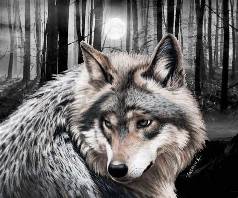 A Grey Wolf Drawing by Jasmina Susak