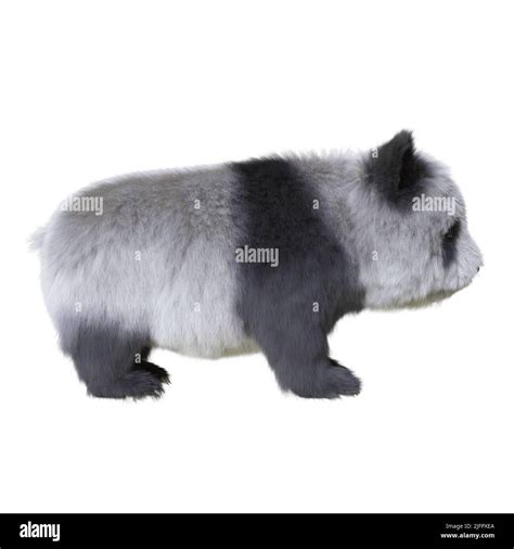 3D illustration panda cub isolated white background Stock Photo - Alamy