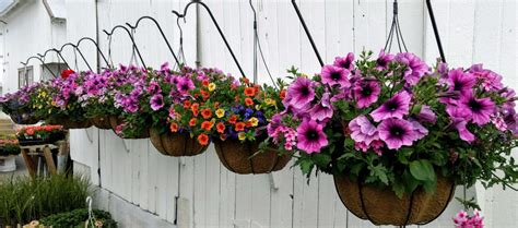 20 Best Flowers for Planting in Hanging Baskets | Top Hanging Plants