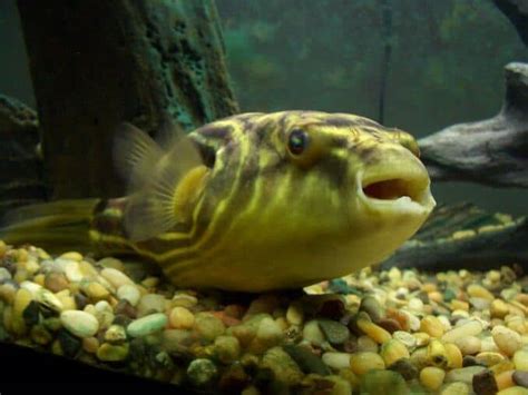 The Complete Freshwater Puffer Fish Care Guide | Fishkeeping World