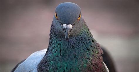 Pigeon - Incredible Facts, Pictures - A-Z Animals