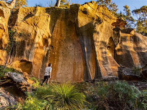 Hike through Sydney's bush landscape - live online tour from Sydney