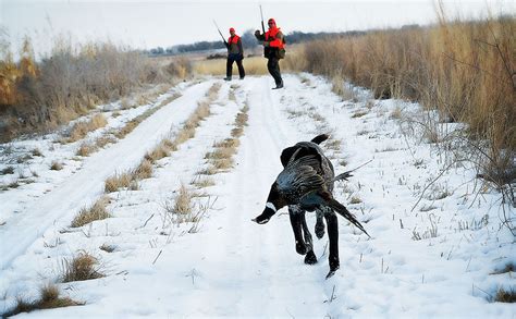 Pheasant Hunting's In-Season Formula for Success - Game & Fish