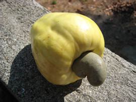 Fresh Kasoy / Cashew Fruit - Market Manila