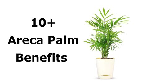 Are Areca Palms Safe For Dogs