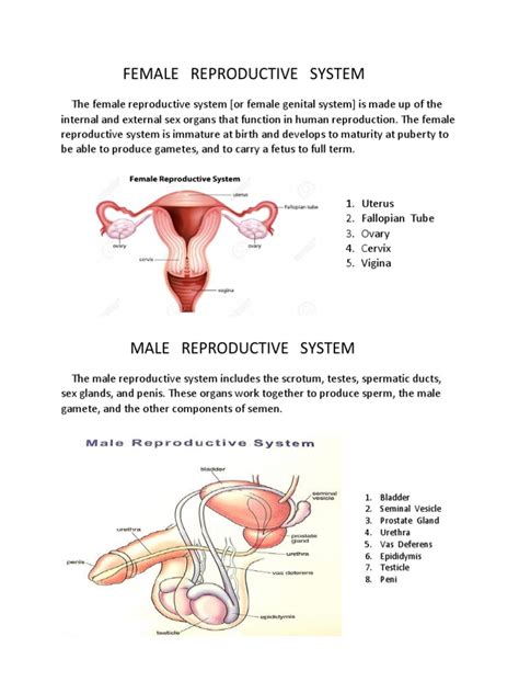 Human Reproductive System.docx | Reproductive System | Human Reproduction