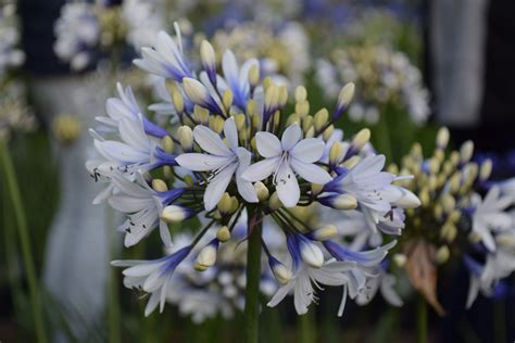 Agapanthus 'Twister' (grote pot) - Afrikaanse lelie, tuberoos kopen - Maréchal