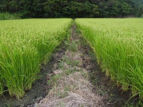 Rice fields in Japan stock photo. Image of field, agriculture - 157803428