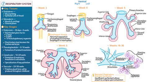 Respiratory System: Development of the Respiratory System | ditki medical & biological sciences