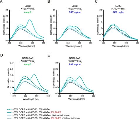 Figures and data in Autophagosome membrane expansion is mediated by the N-terminus and cis ...