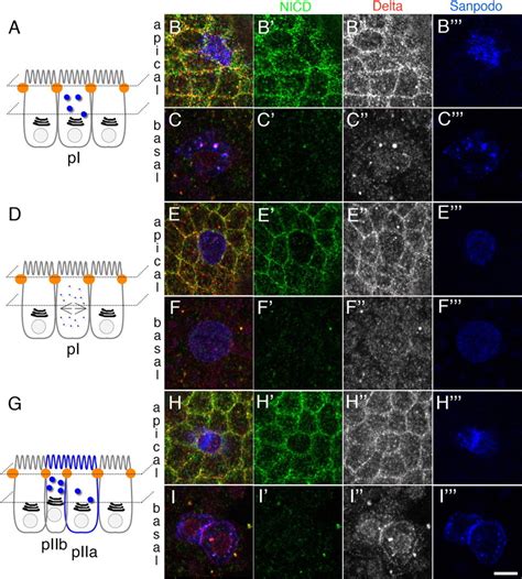 Neuralized Promotes Basal to Apical Transcytosis of Delta in Epithelial Cells | Molecular ...