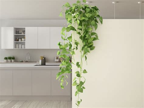 Easy Indoor Vine Plants That Add Style To Any Interior | Gardening Know How