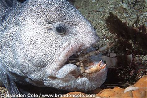 Wolf Eel photos, high resolution stock underwater pictures of Anarrhichthys ocellatus, Brandon ...