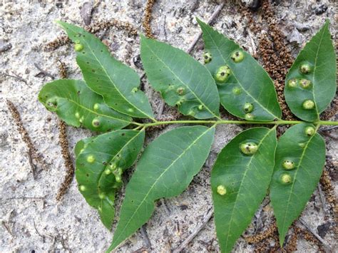 southern pecan leaf phylloxera | Landscaping plants, Plant leaves, Plants