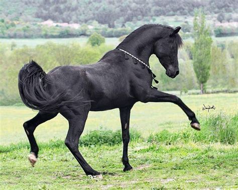 723 best Arabian horse -black images on Pinterest | Beautiful horses ...