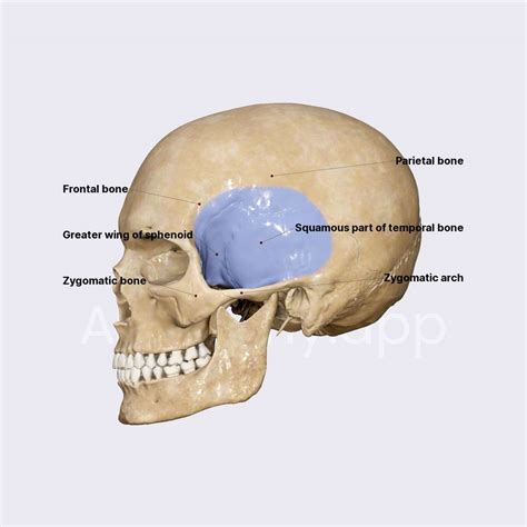 Temporal fossa | Skull topography | Head and Neck | Anatomy.app | Learn ...