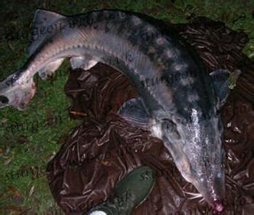 Beluga Sturgeon (Huso huso): Sturgeon Web: Sturgeon Species