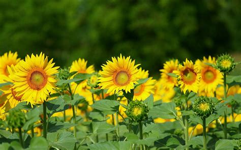 Sunflower Background Image : Wallpapers13.com