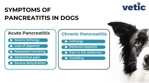 What is Pancreatitis in Dogs? Causes, Signs and Treatment