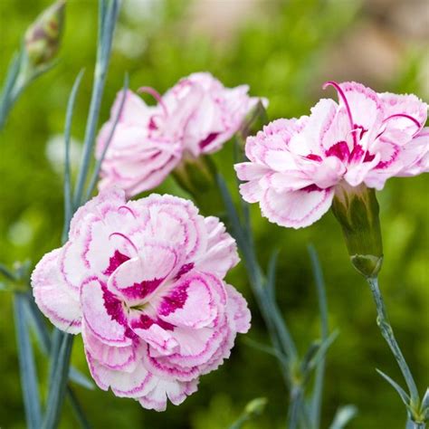 Britain's favourite flower has been revealed as nation votes for top 30 best blooms - Mirror Online