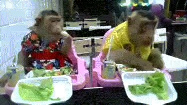 Monkey Eating Mango GIFs - Find & Share on GIPHY