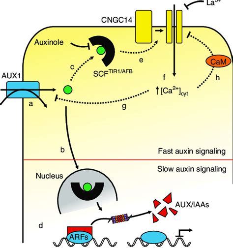 Model for fast auxin signaling in root cells. Following its uptake via... | Download Scientific ...