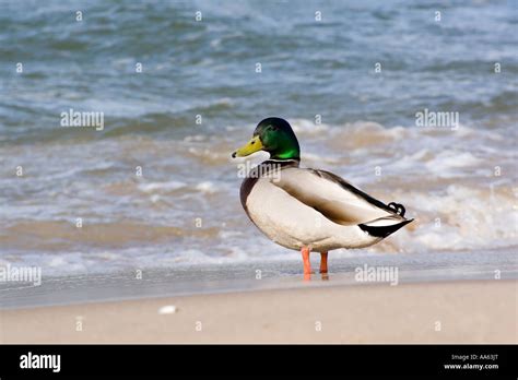 Gdansk, Danzig, Poland Stock Photo - Alamy