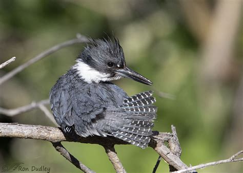 Preening Male Belted Kingfisher – Feathered Photography