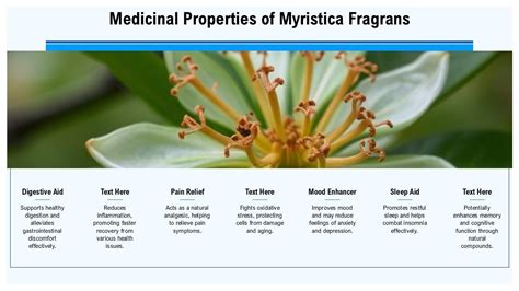 Exploring Myristica Fragrans Benefits And Uses PPT Example ST AI PPT Slide