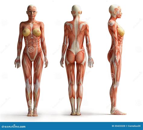 Female Anatomy Diagram Front View