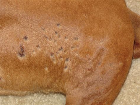 Skin problems - Boxer Forum : Boxer Breed Dog Forums