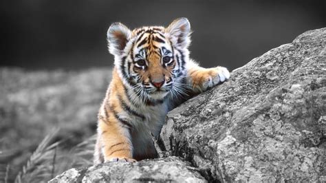 Siberian Tiger - Amur tigres wallpaper (40827641) - fanpop