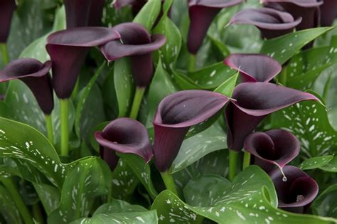 Calla Lily (Zantedeschia): Plant, Grow and Care For Calla Lilies - BBC Gardeners World Magazine