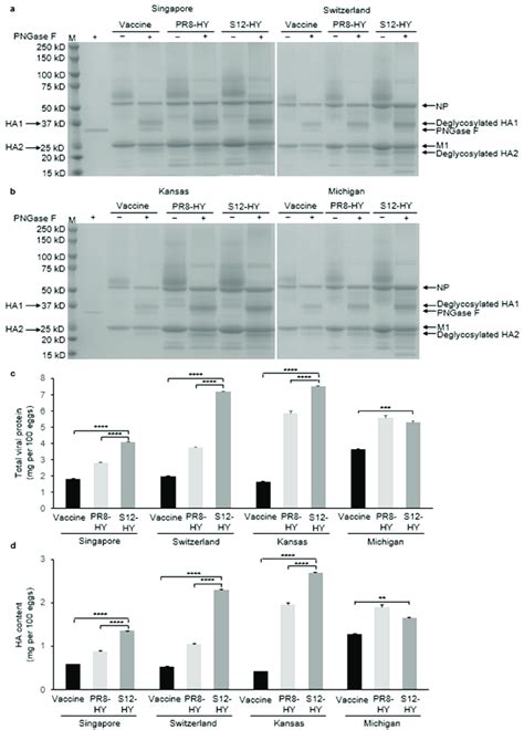 Total viral protein and HA content of vaccine viruses and recombinant... | Download Scientific ...