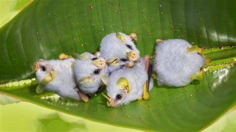 How Tent-Making Bats Adapted to Build Leafy Homes - YouTube