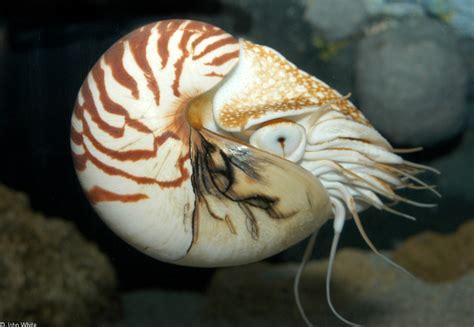 Oldest Living Chambered Nautilus In Captivity