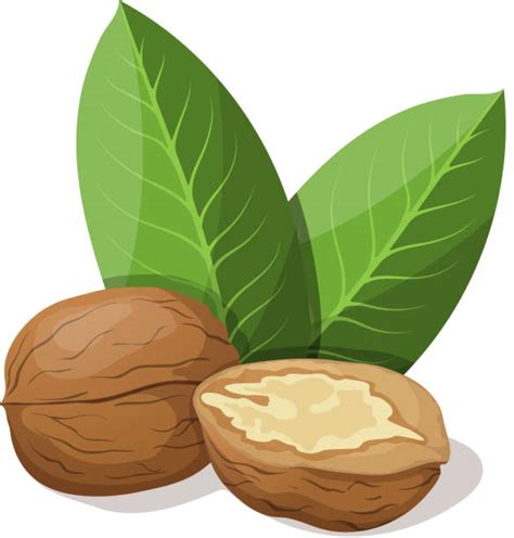 Royalty Free Walnut Tree Clip Art, Vector Images & Illustrations - iStock