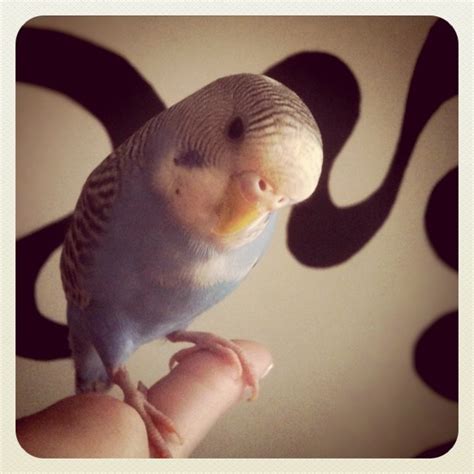 Budgies are Awesome: How to teach your budgie to talk in 5 steps