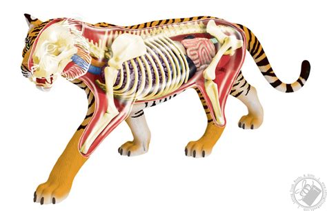 4D Vision Tiger Anatomy Model (28 Pieces for Ages 8 and Up) (Biology ...