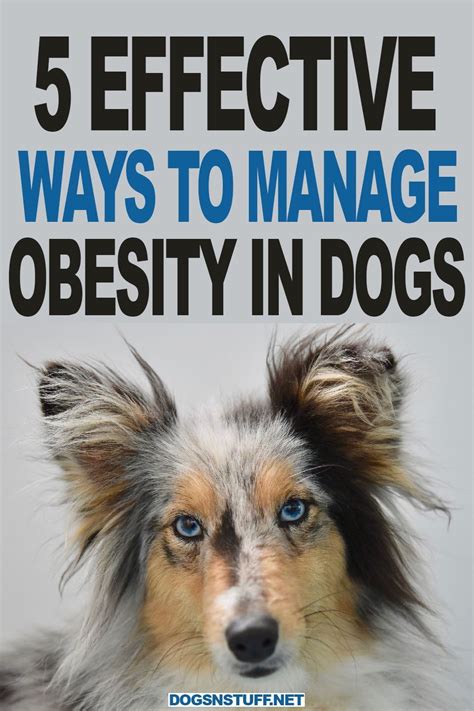 How to Effectively Manage Obesity in Dogs | Overweight dog, Dog health tips, Dogs