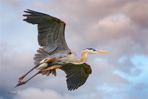 Great Blue Heron In Breeding Plumage Photograph by Fred J Lord