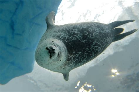 Ringed Seal Facts, Habitat, Diet, Life Cycle, Baby, Pictures