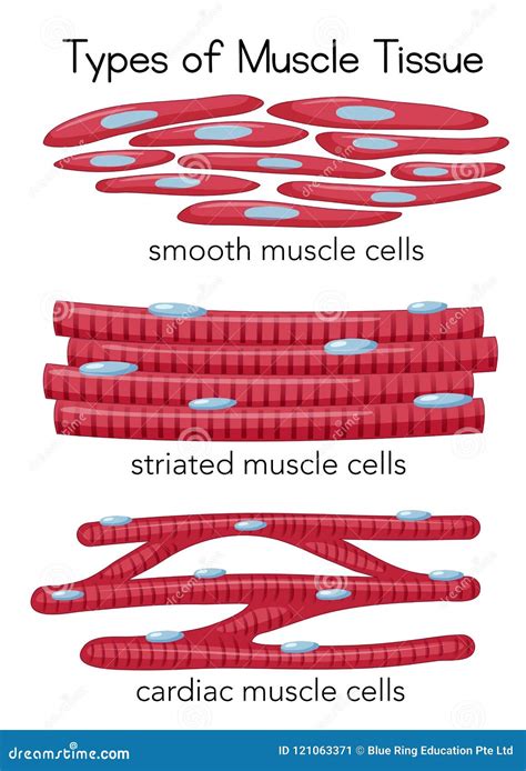 Types of Muscle Tissue stock vector. Illustration of striated - 121063371