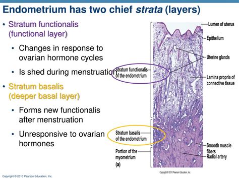 PPT - Female Reproductive System PowerPoint Presentation, free download ...