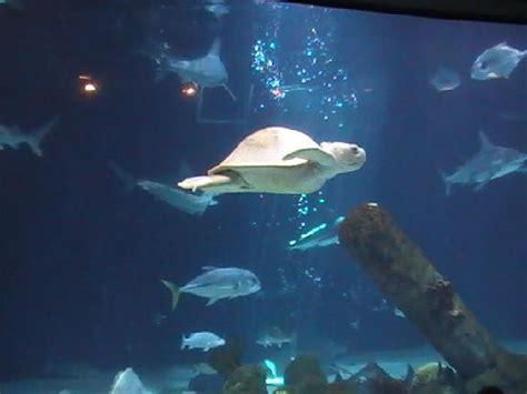 ABQ BioPark Aquarium (Albuquerque) - 2018 All You Need to Know Before You Go (with Photos ...