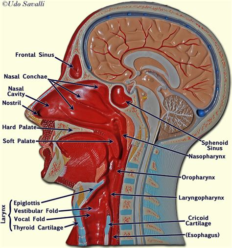 BIO202-Respiratory System