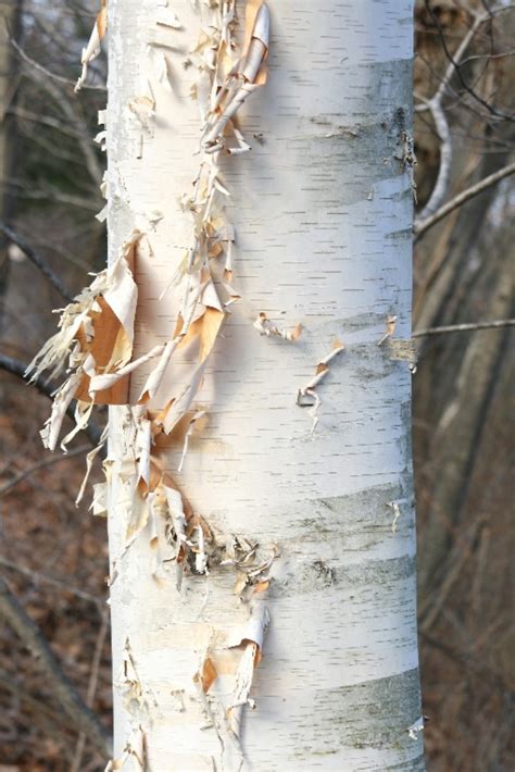 Betula papyrifera (paper birch): Go Botany