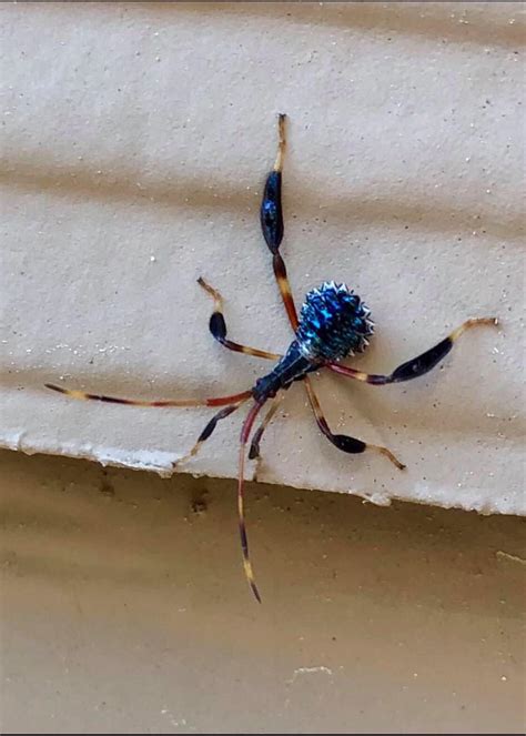 🔥 Leaf footed bug nymph 🔥 : r/NatureIsFuckingLit