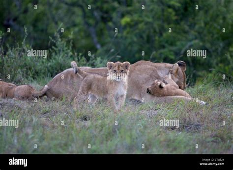 young lion cub with family Stock Photo - Alamy