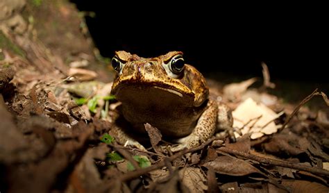 Dr Karl's Need to Know: Cane toads - Australian Geographic